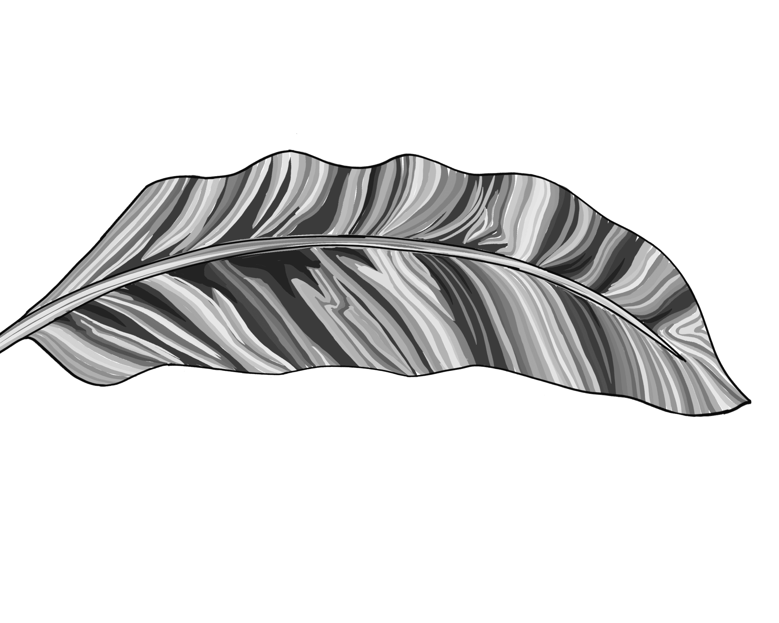 A leaf